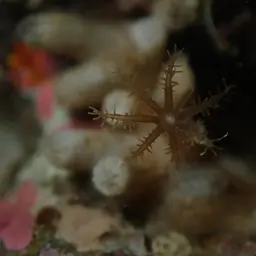 Clove Polyp, photo 4