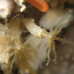 Clove Polyp, photo 5