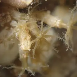 Clove Polyp, photo 6