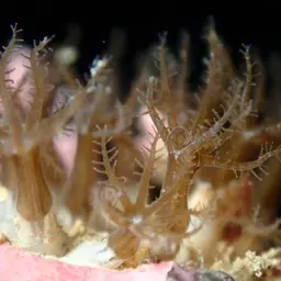 Clove Polyp, photo 7
