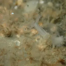 Clove Polyp, photo 8