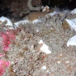 Clove Polyp, photo 9