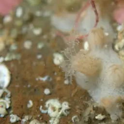 Clove Polyp, photo 10