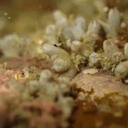 Clove Polyp, photo 11