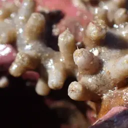 Clove Polyp, photo 12