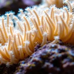 Clove Polyp
