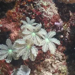 Green Clavularia