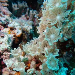 Green Clavularia, photo 2