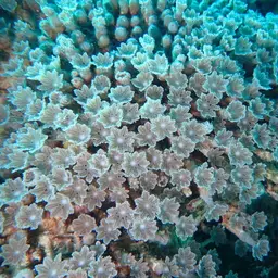 Green Clavularia, photo 3