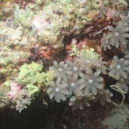 Green Clavularia, photo 4