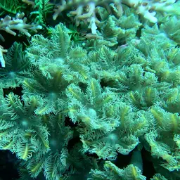 Green Clavularia, photo 5