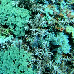 Green Clavularia, photo 6