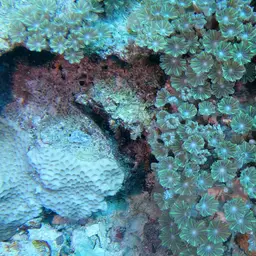 Green Clavularia, photo 7