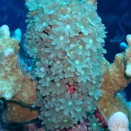 Green Clavularia, photo 8