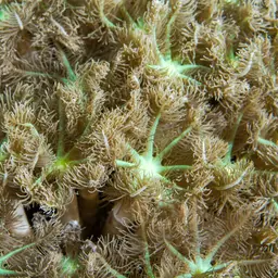 Green Clavularia, photo 9