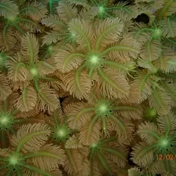 Green Clavularia, photo 11