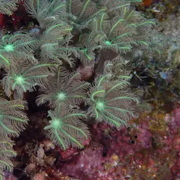 Green Clavularia, photo 12