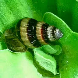 Assassin Snail