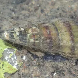 Assassin Snail, photo 2