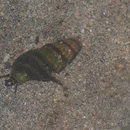 Assassin Snail, photo 3