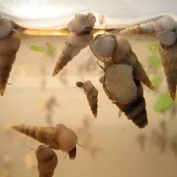 Assassin Snail, photo 4