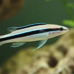 Bluestreak Cleaner Wrasse