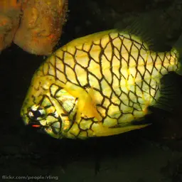 Mailfish