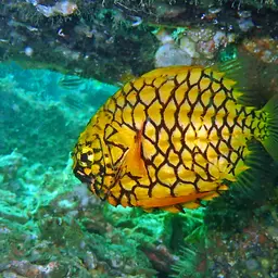 Mailfish, photo 2