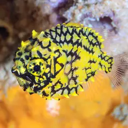 Mailfish, photo 3