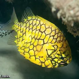 Mailfish, photo 4
