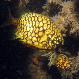 Mailfish, photo 5