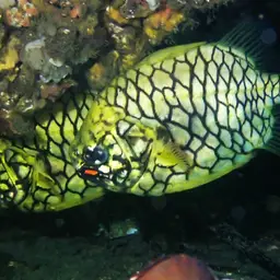 Mailfish, photo 6