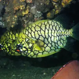 Mailfish, photo 7