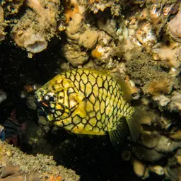 Mailfish, photo 8