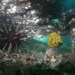 Mailfish, photo 9
