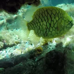 Mailfish, photo 10