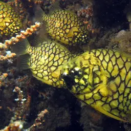 Mailfish, photo 11