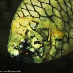 Mailfish, photo 12