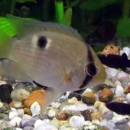 Keyhole Cichlid, photo 1