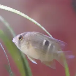 Keyhole Cichlid, photo 2