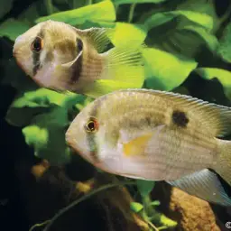Keyhole Cichlid, photo 3