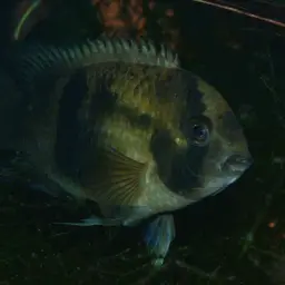 Keyhole Cichlid, photo 4