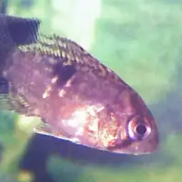 Keyhole Cichlid, photo 7