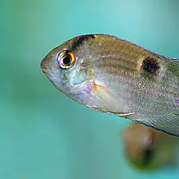 Keyhole Cichlid, photo 8
