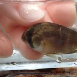 Keyhole Cichlid, photo 9