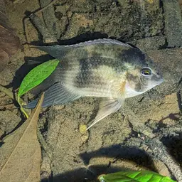 Keyhole Cichlid, photo 10