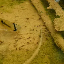 Keyhole Cichlid, photo 11