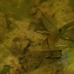 Keyhole Cichlid, photo 12