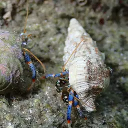Blue Leg Hermit Crab