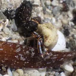 Blue Leg Hermit Crab, photo 2